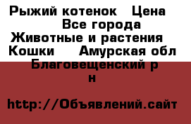 Рыжий котенок › Цена ­ 1 - Все города Животные и растения » Кошки   . Амурская обл.,Благовещенский р-н